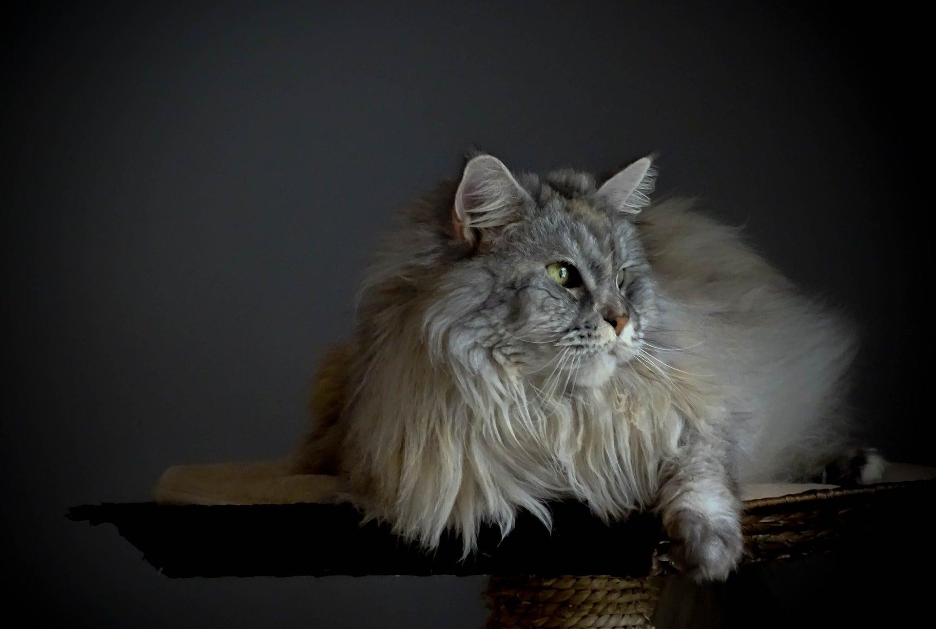 chat aux poils longs allongé sur un tabouret