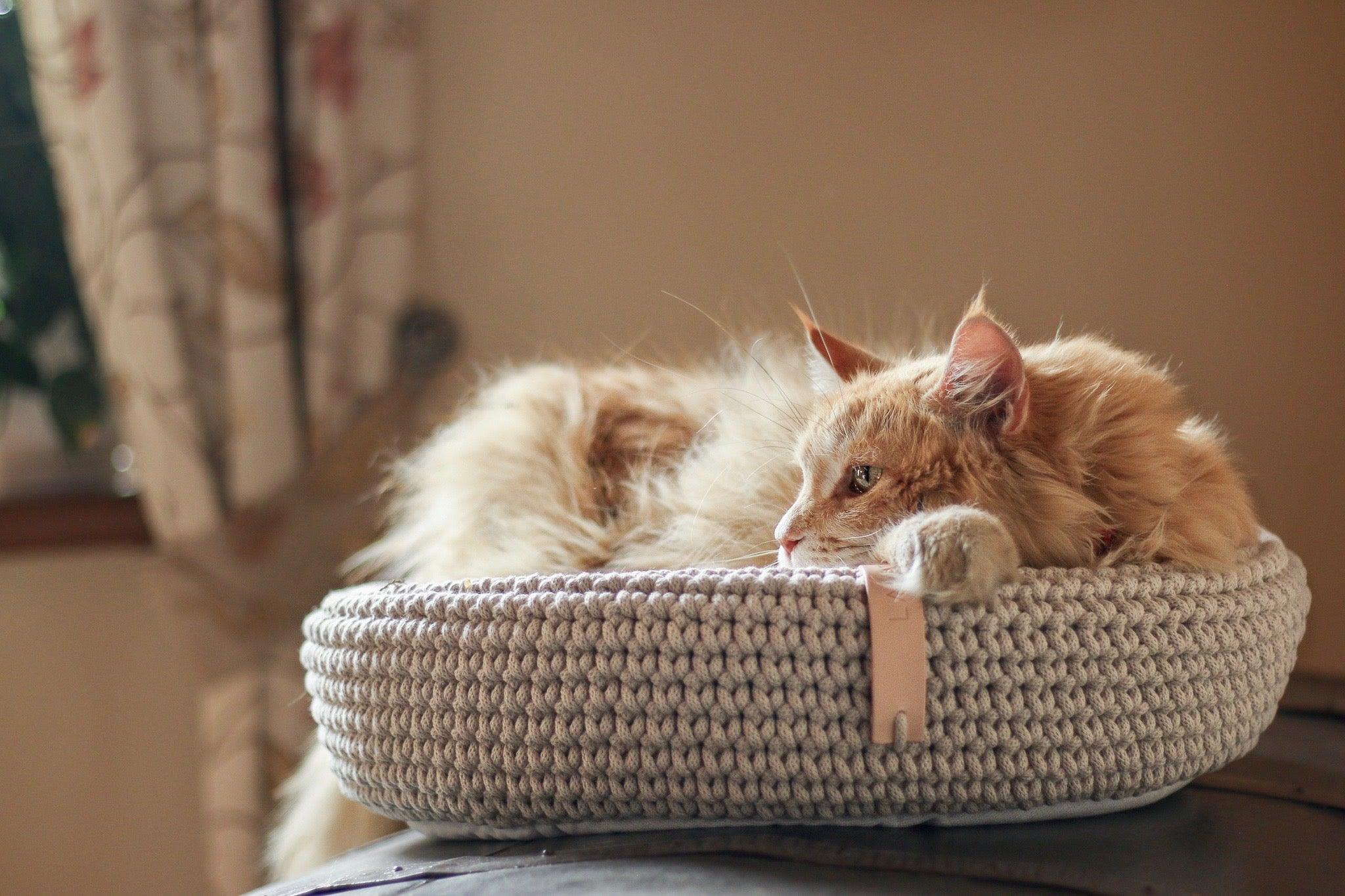 Adopter un chat