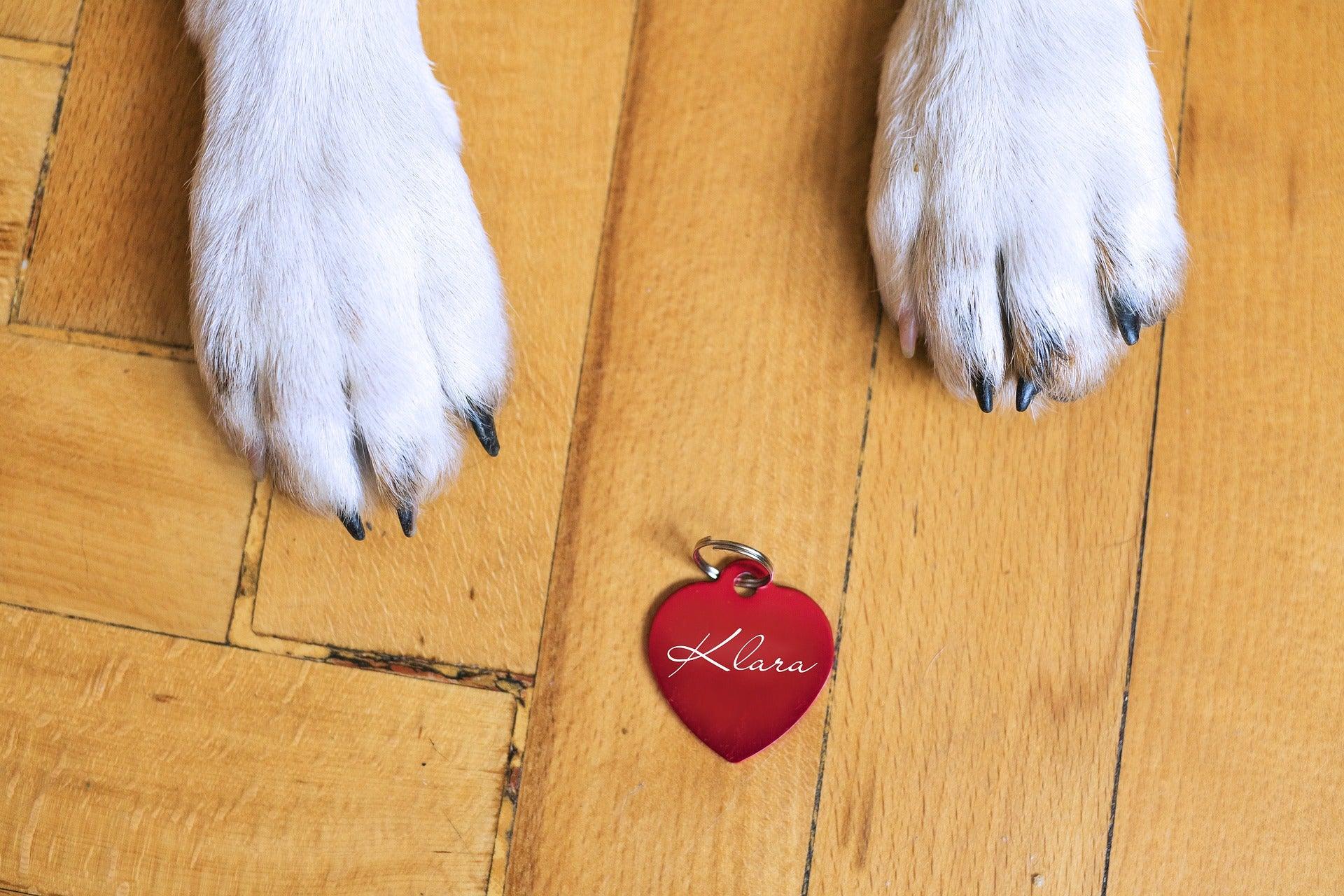 médaille à côté des pattes d'un chien