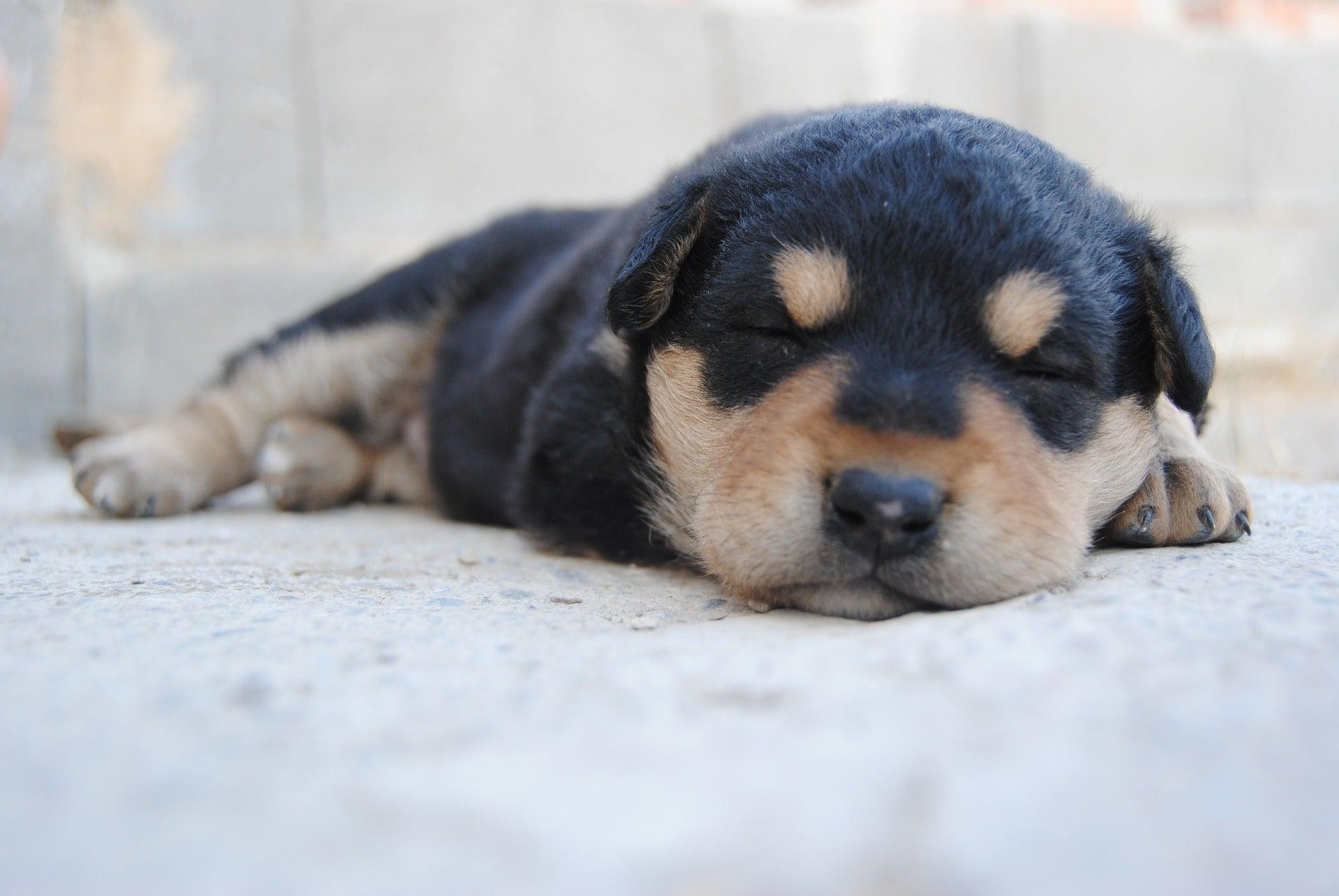 chiot qui dort profondément