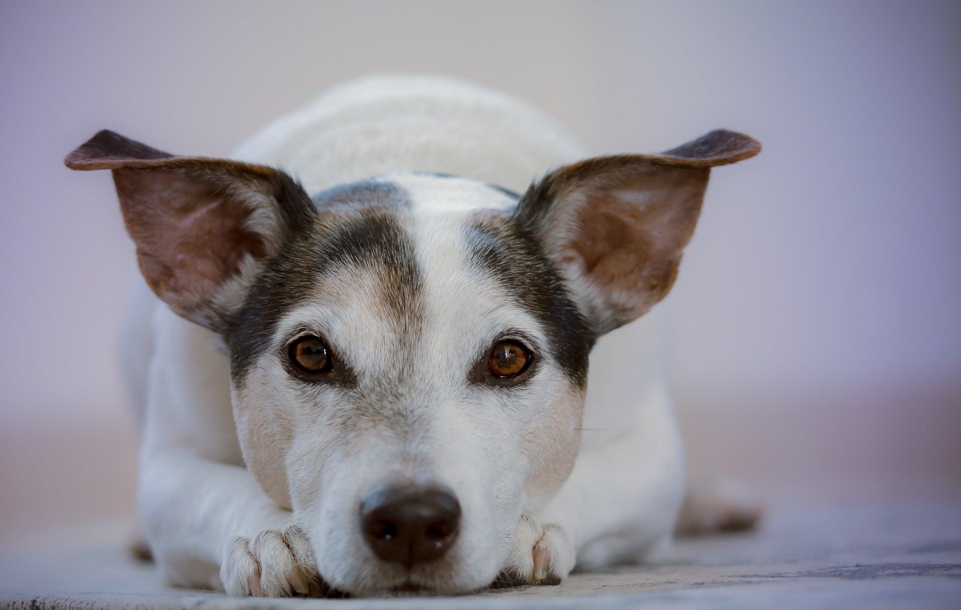 Comment nettoyer les yeux de son animal ? - Kasibe