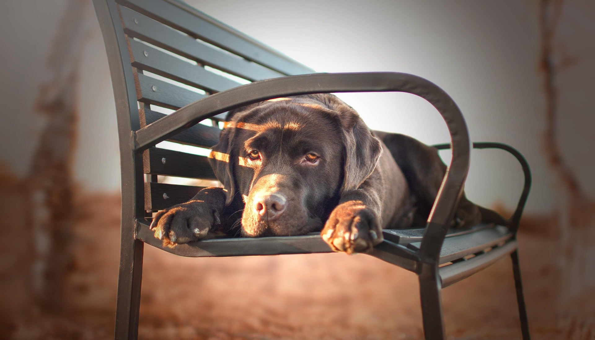 Labrador Retriever : caractère, soins, santé et conseils