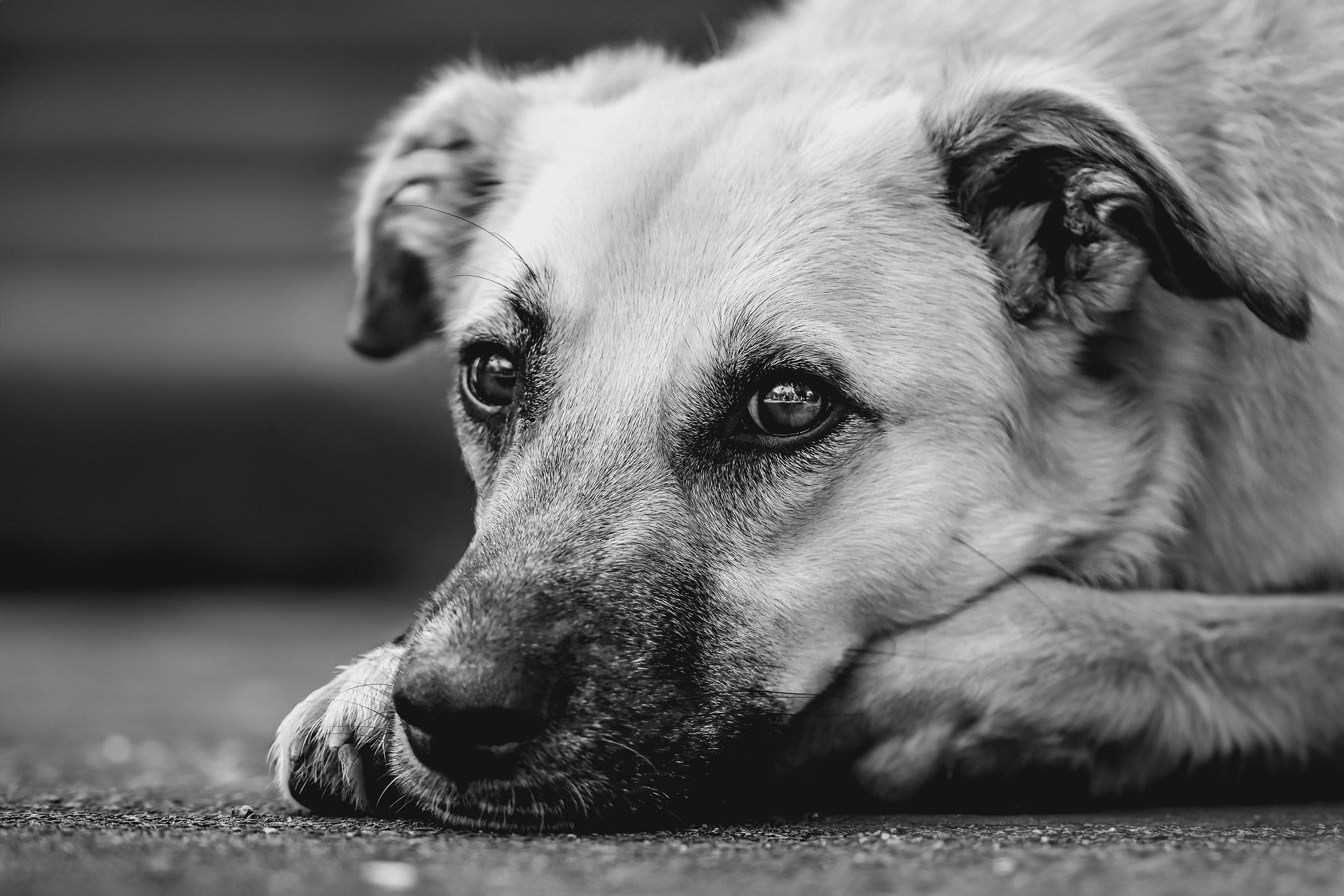 Chien couché, museau au sol, regard attentif, photo noir et blanc, accessoires animaux