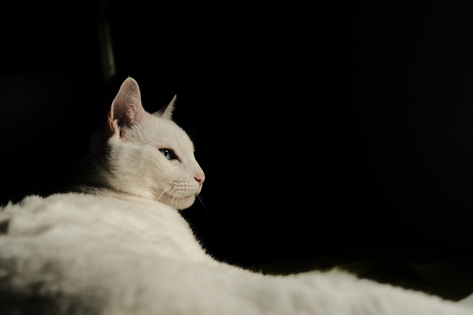 Découvrez les principales races de chats : un guide pour choisir votre compagnon idéal