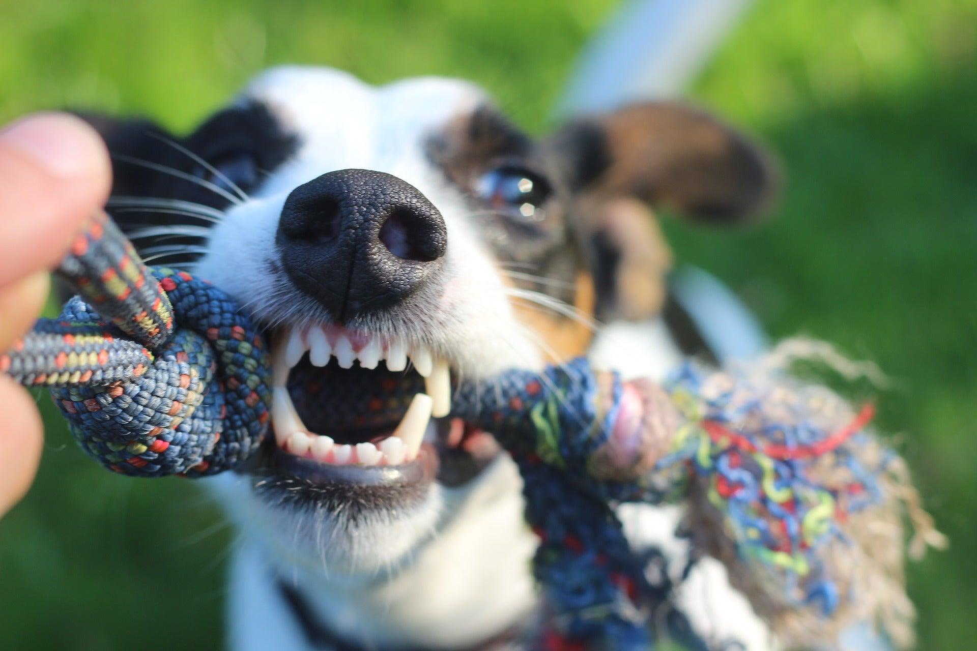 chien qui joue en mordant une corde