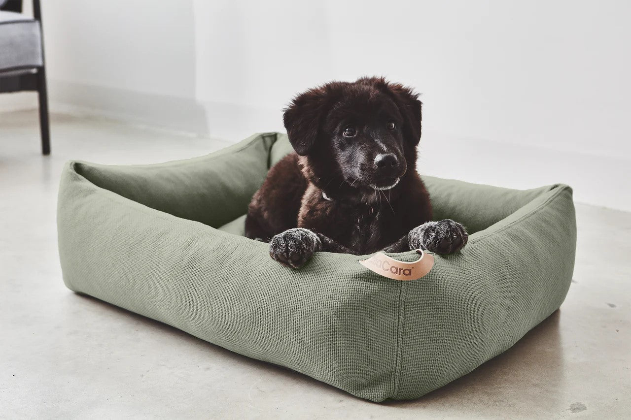 10 accessoires indispensables pour chien en 2025