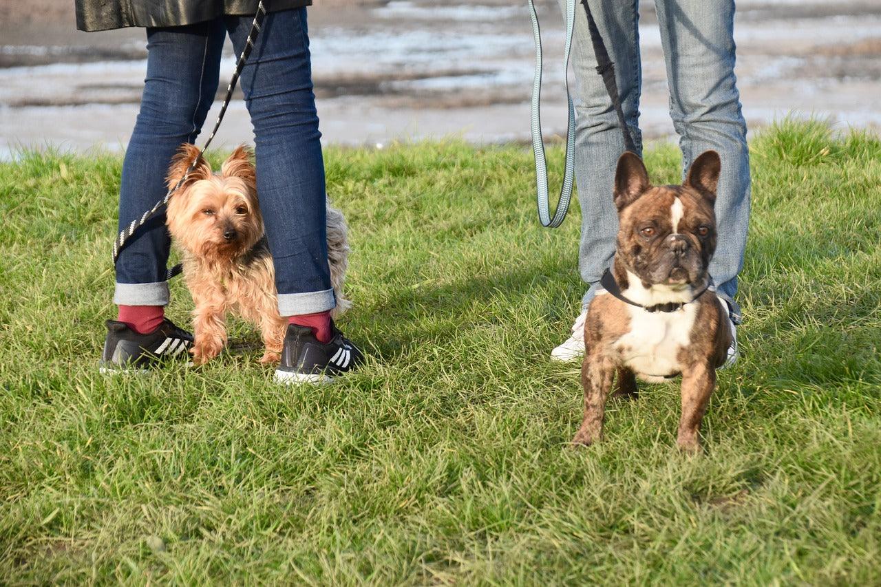 Neuf bonnes raisons de promener son chien - Kasibe