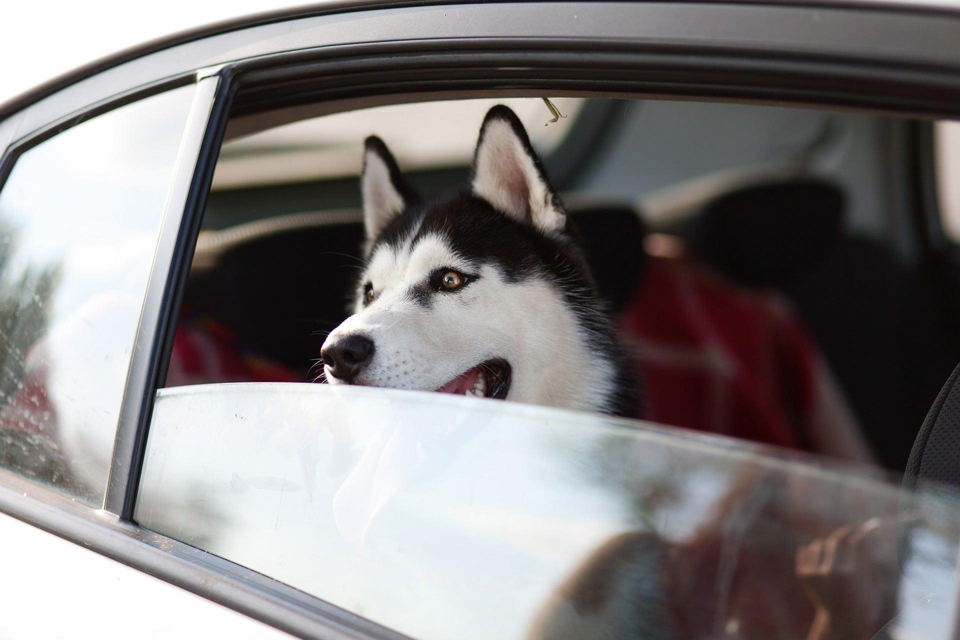 Partir avec son chien, nos conseils pour bien voyager - Kasibe