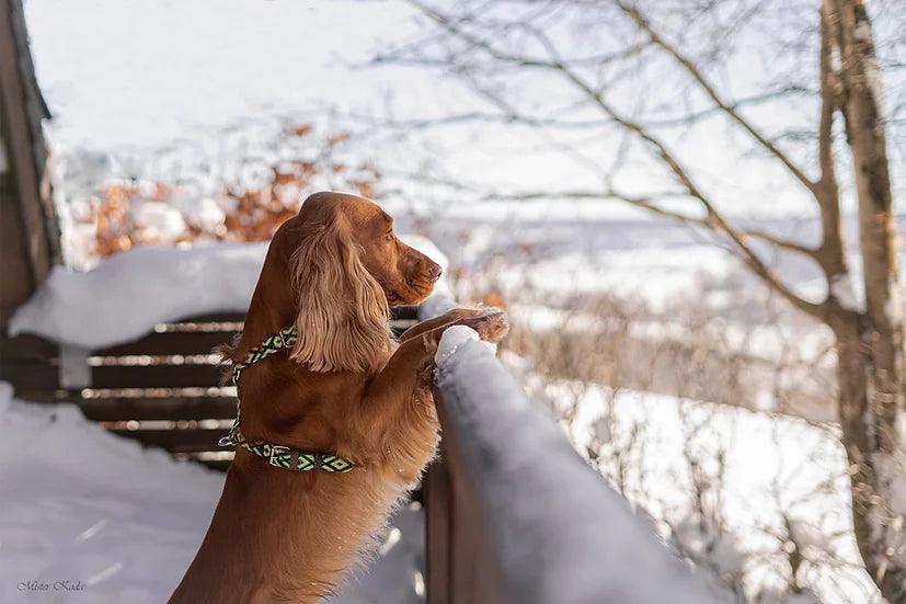 Quel harnais choisir pour mon chien?