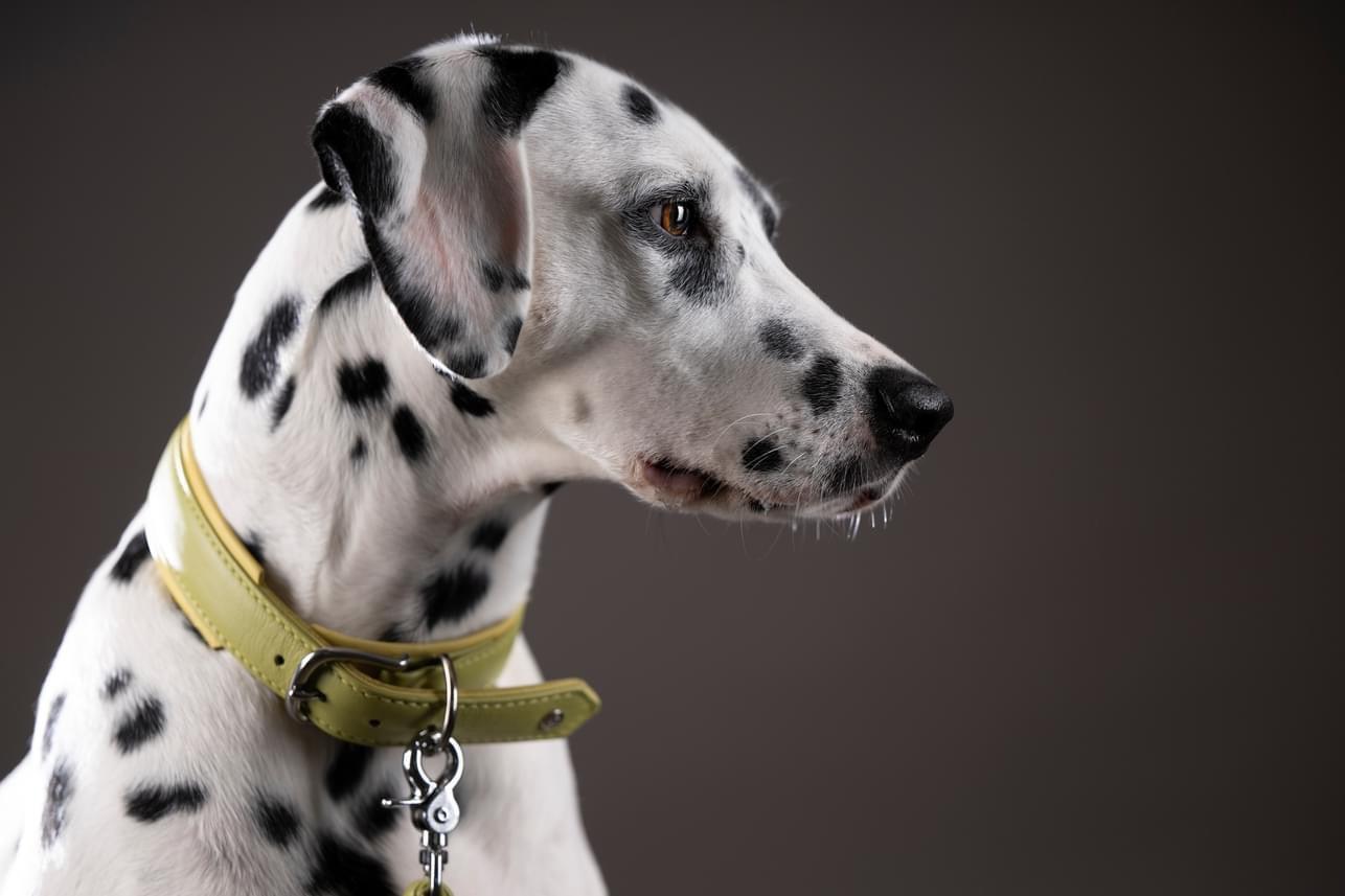 Dalmatien portant un collier jaune pour chien, fond neutre, accessoire design