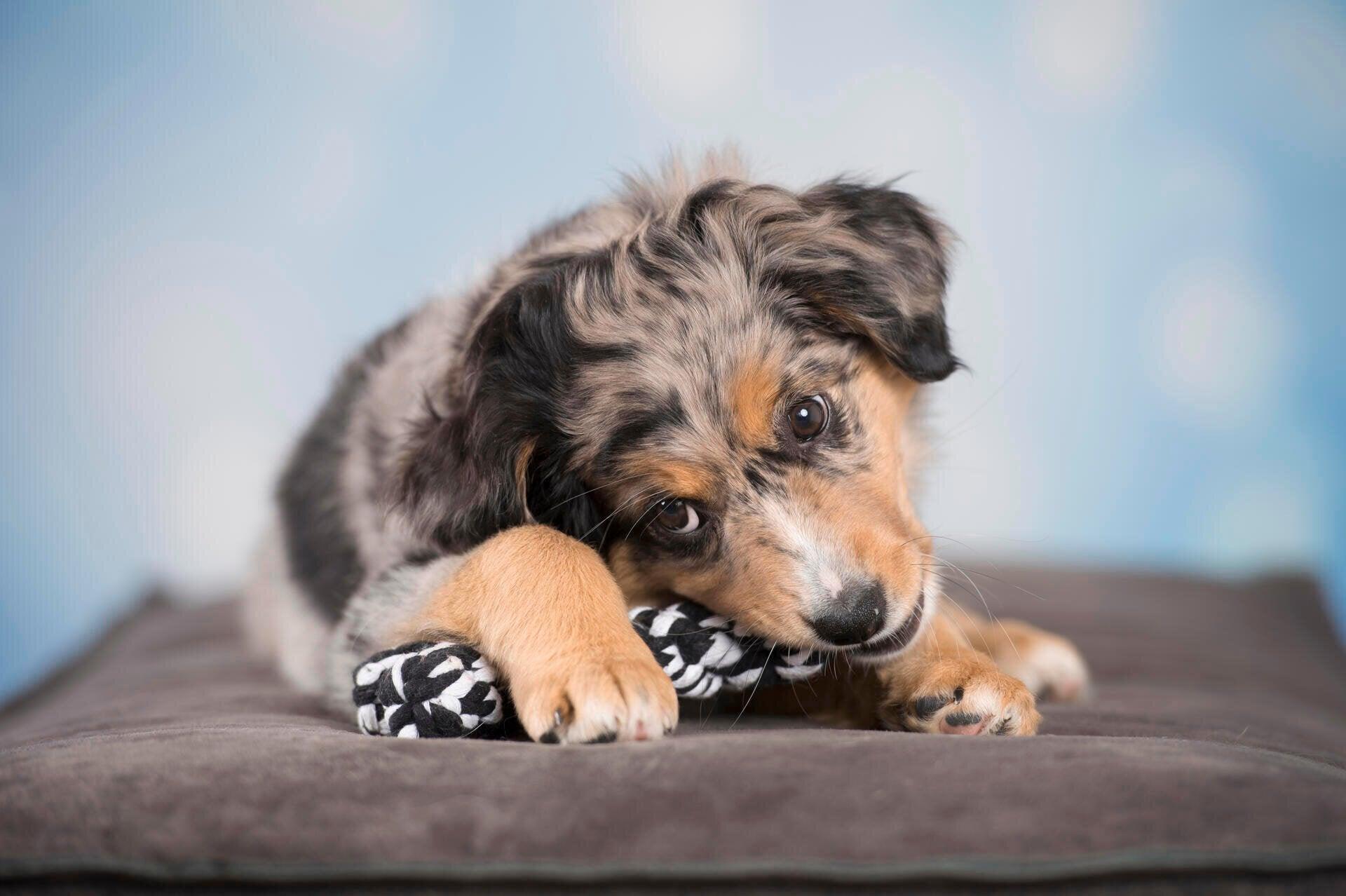 Chiot berger australien allongé sur coussin, jouant avec un jouet, fond bleu flou