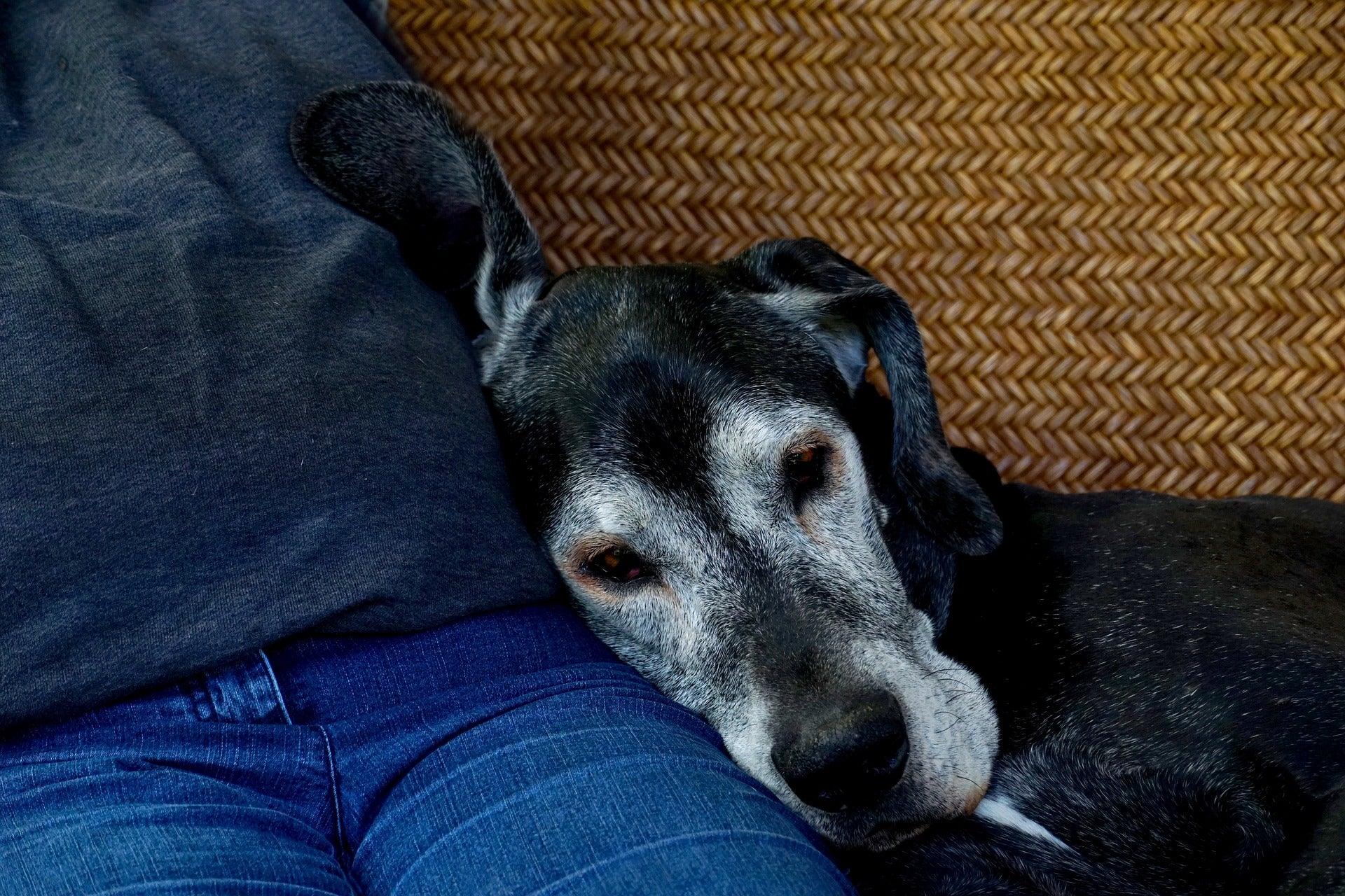 Quels sont les signes de vieillissement chez les chiens ?