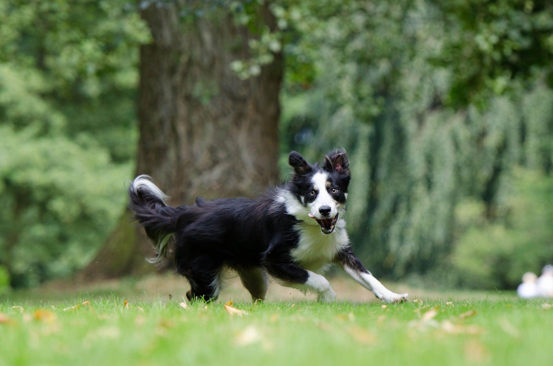 Border Collie noir et blanc courant sur l’herbe dans un parc verdoyant