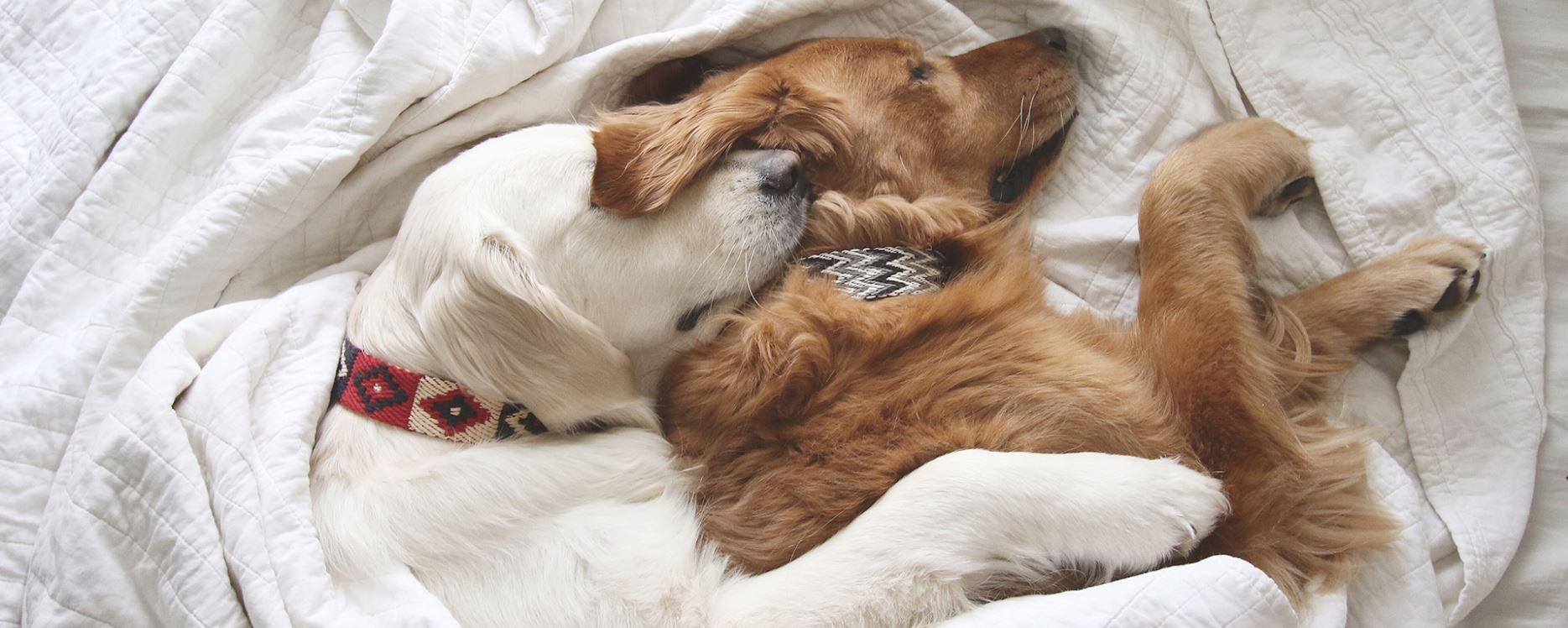 Deux chiens portant des colliers ethniques dorment enlacés sur une couverture blanche