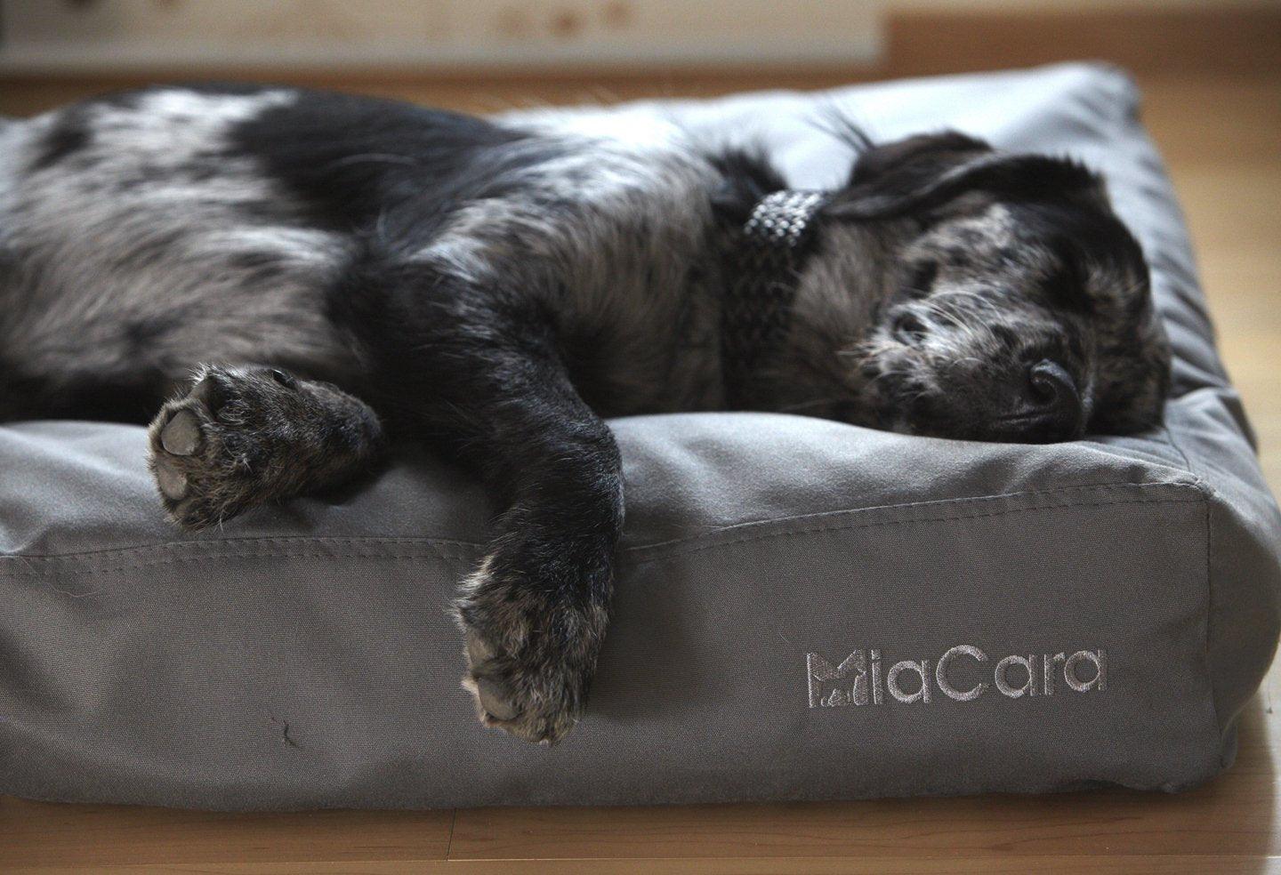Coussins pour chats et chiens confortables et design - Kasibe