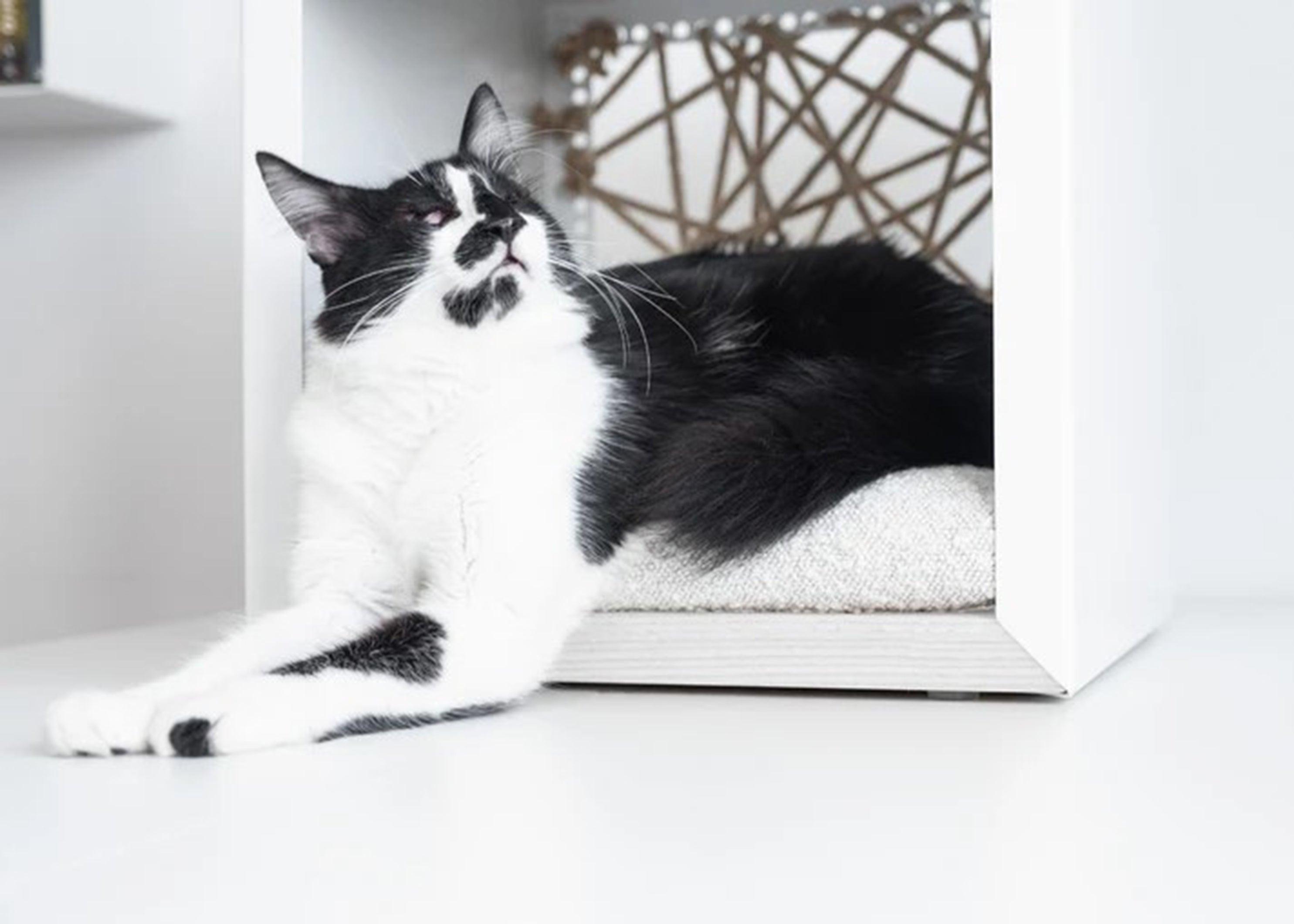 - Donarturo : des objets design conçus pour nos animaux