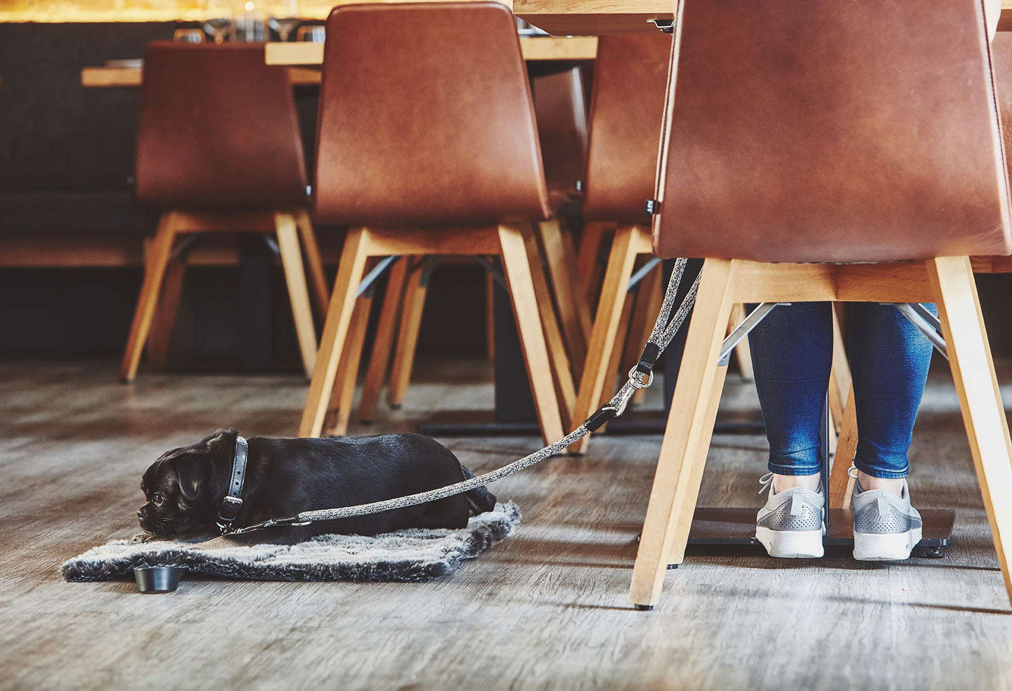 Les accessoires essentiels pour la balade avec votre animal - Kasibe