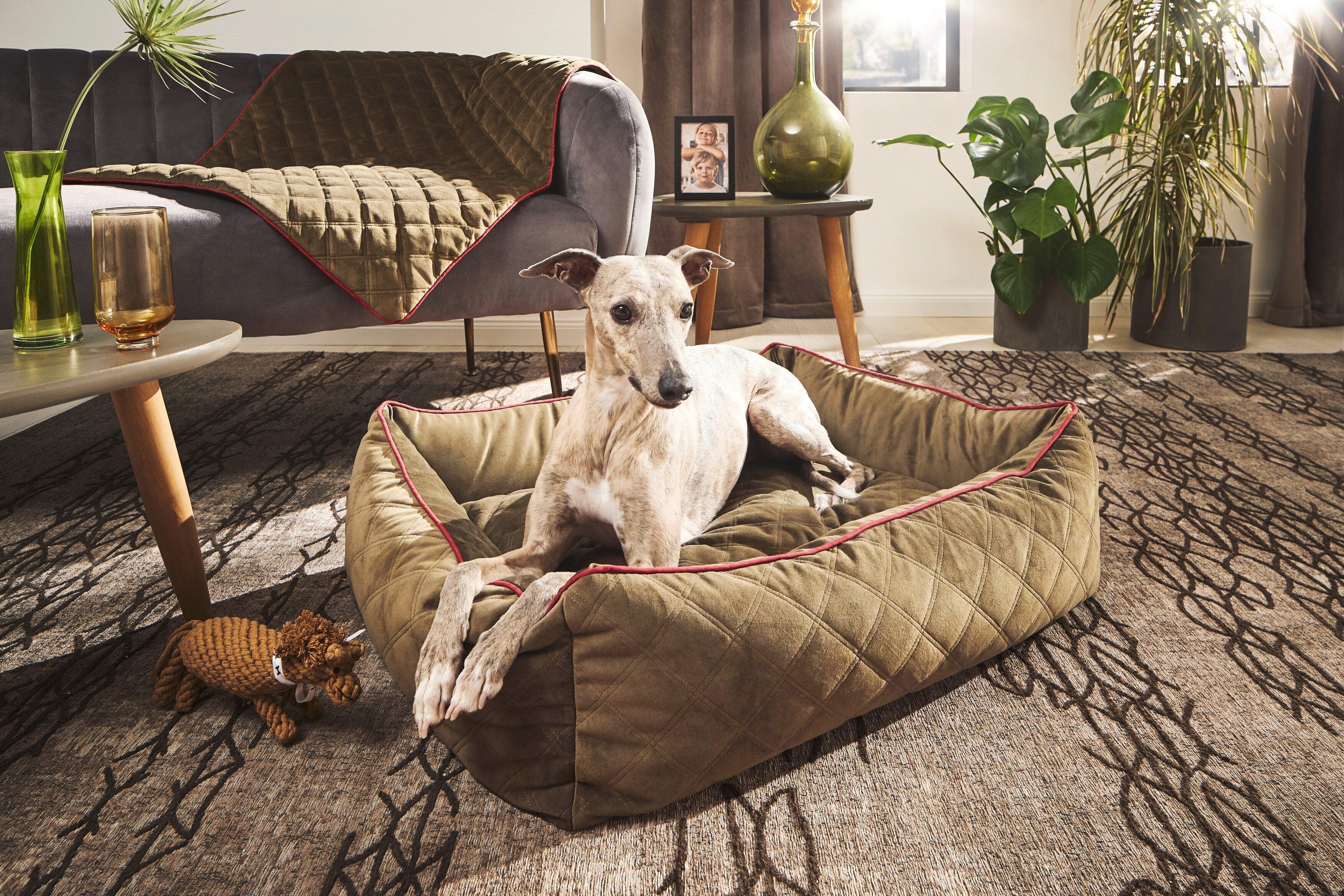 Laboni - Des articles élégants pour votre chien et votre intérieur - Kasibe