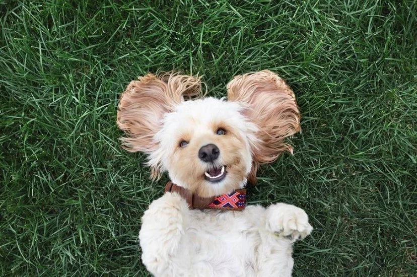 Mexie - Colliers, laisses et harnais pour chiens originaux brodés et cuir - kasibe.shop