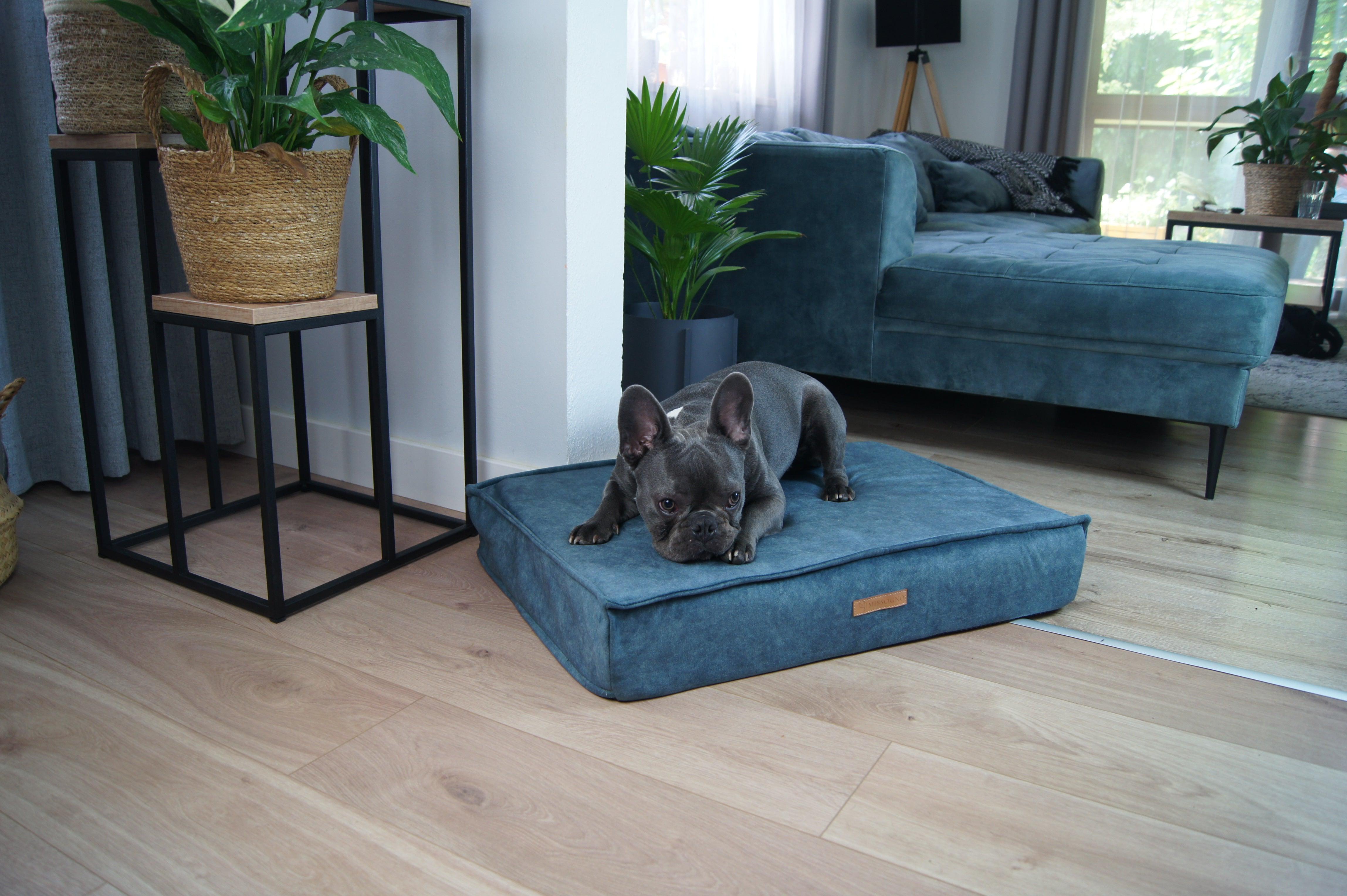 Chien couché sur coussin bleu pour chien, dans salon moderne avec plantes vertes