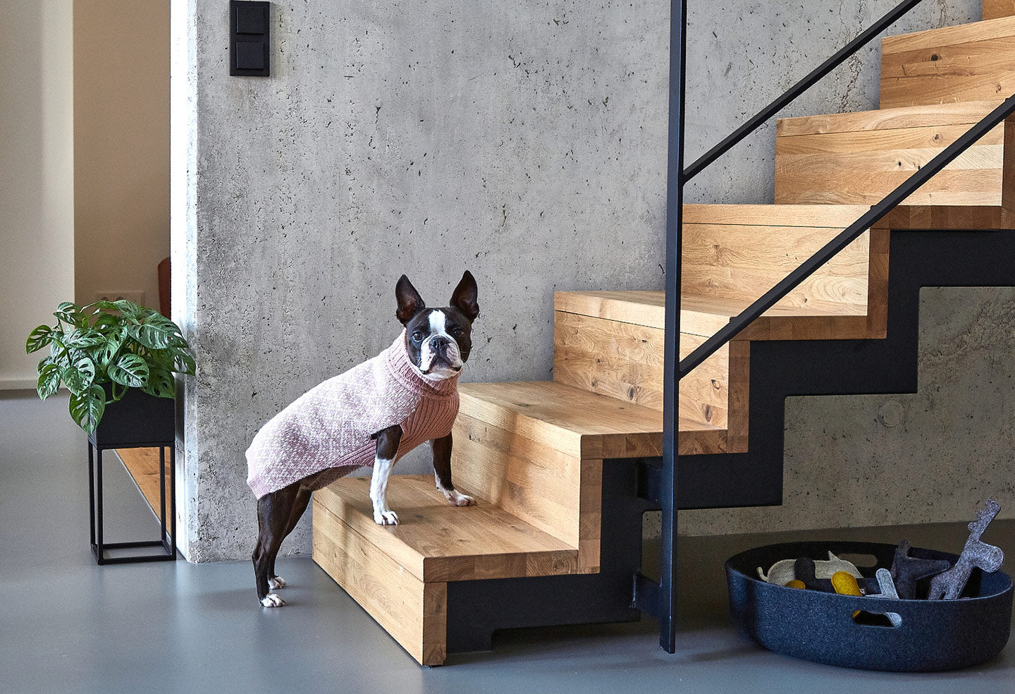 vêtement pour chien - kasibe.shop