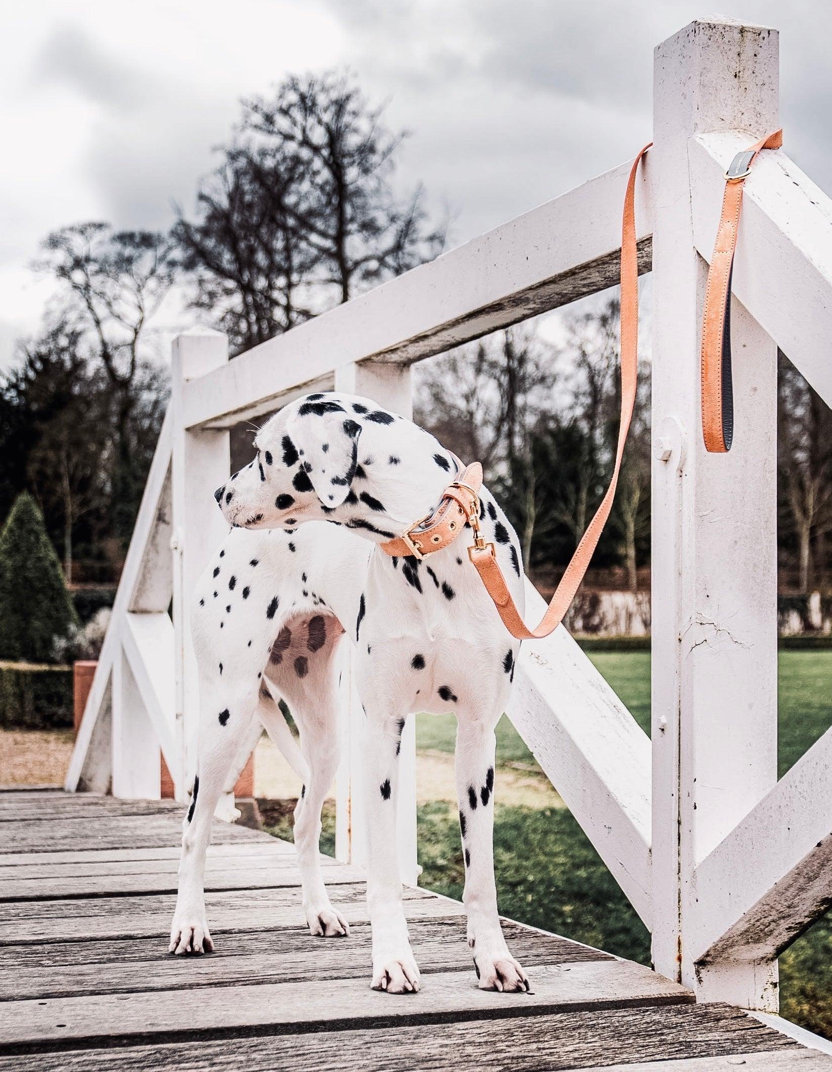 William Walker - Colliers, laisses et accessoires de luxe pour chien - Kasibe
