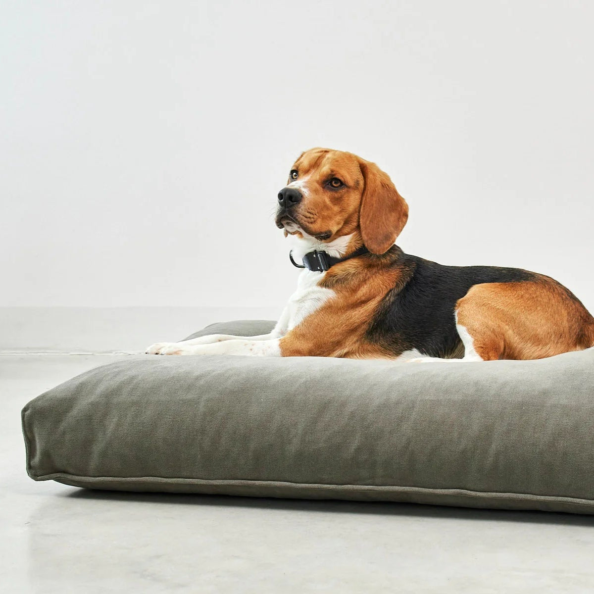 housse de coussin pour chien comodo miacara sauge - kasibe