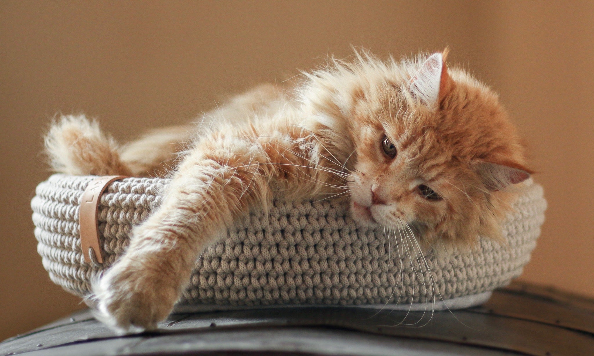 Kasibe sélection de paniers pour chats et chiens design