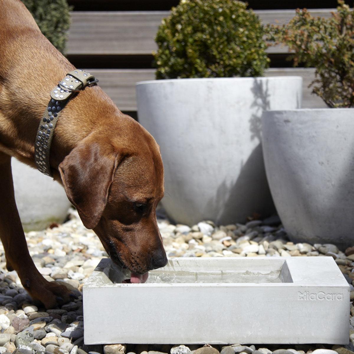 Abreuvoir pour chien - TROGOLO - Kasibe