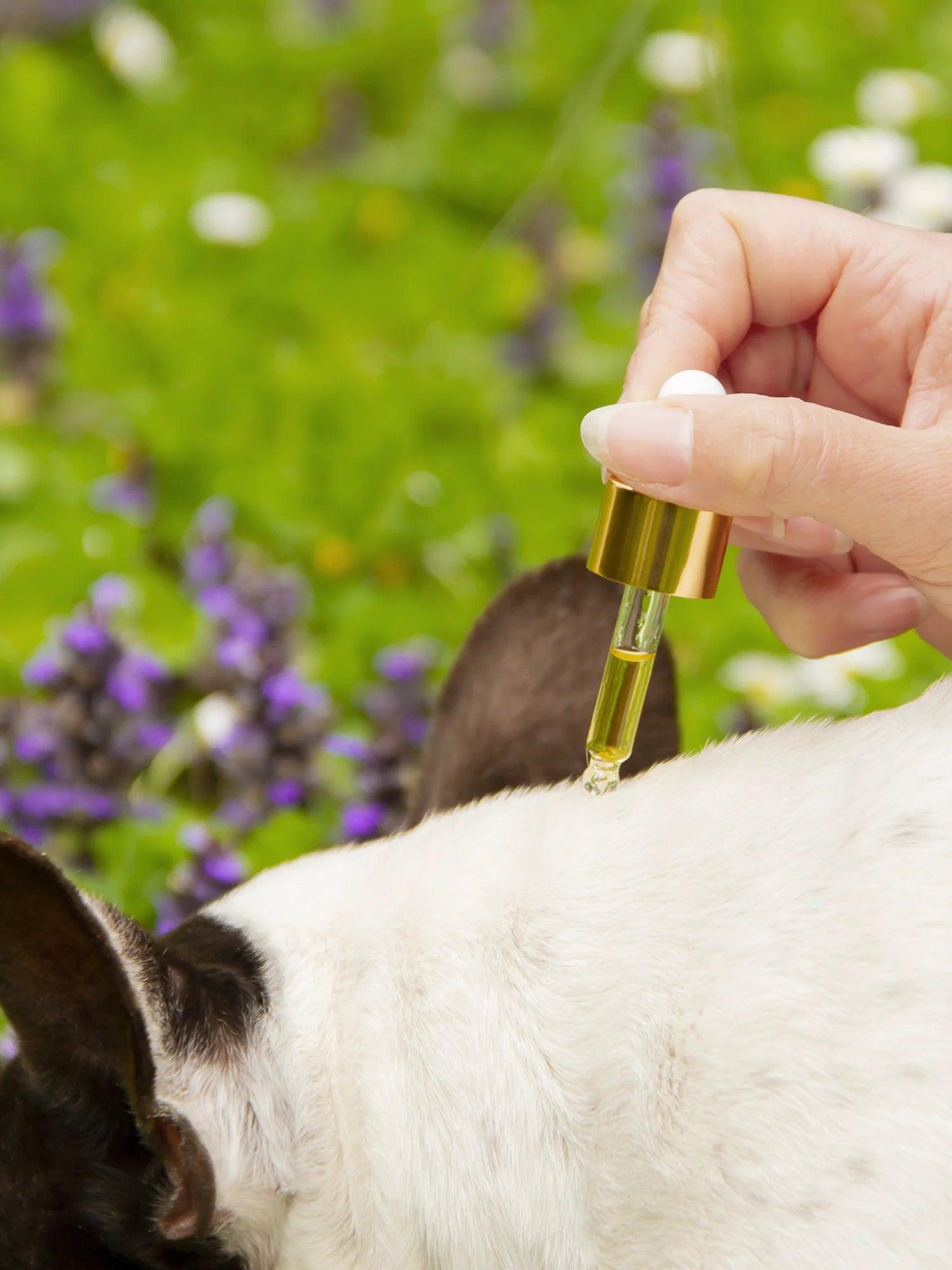 Antiparasitaire pour chien naturel - FELEFUIR - Kasibe