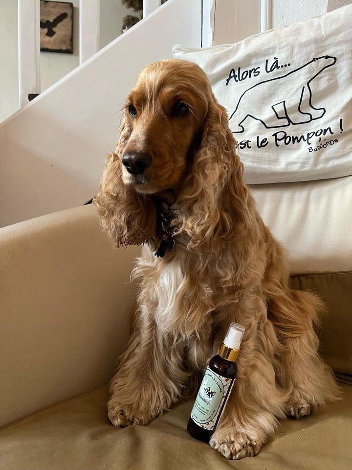 Antipuce naturel pour chien - LA CROISIERE SANS BÊTE - Kasibe