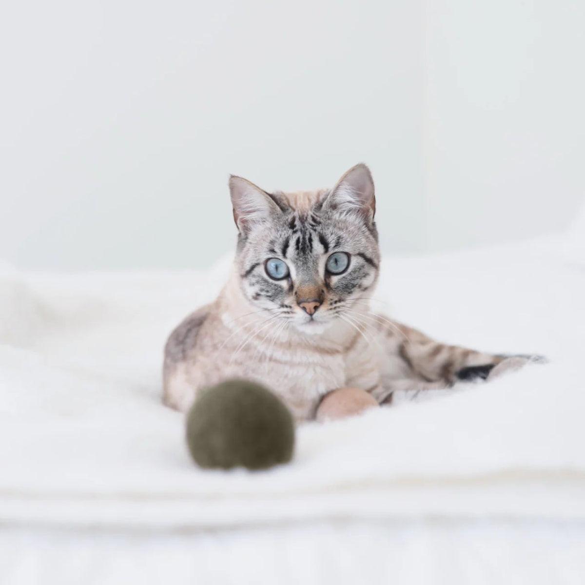 Balle pour chat (Lot de 2 x 3 balles) - GLOBO - Kasibe