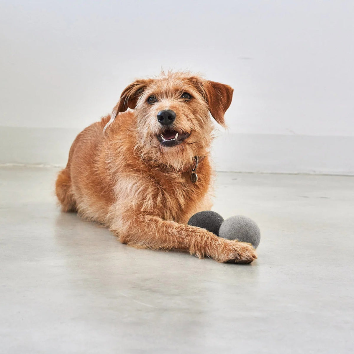 Balle pour chien (Lot de 3 x 2 balles) - GLOBO - Kasibe