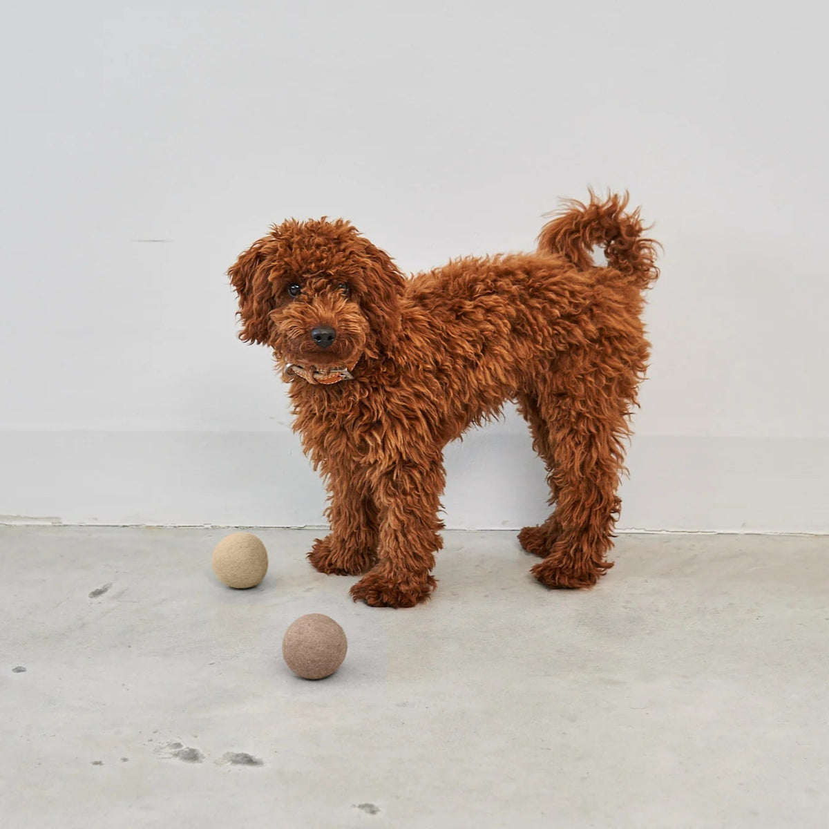 Balle pour chien (Lot de 3 x 2 balles) - GLOBO - Kasibe