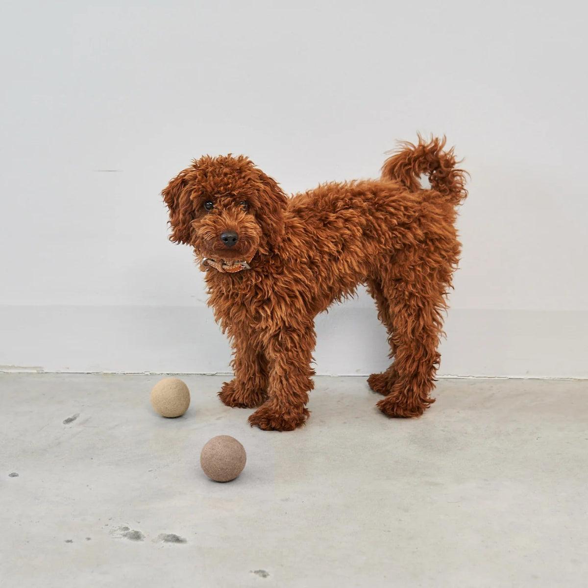 Balle pour chien (Lot de 3 x 2 balles) - GLOBO - Kasibe