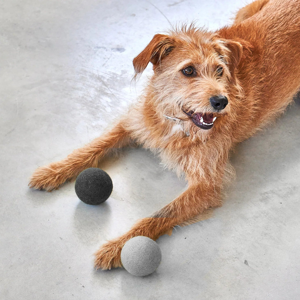 Balle pour chien (Lot de 3 x 2 balles) - GLOBO - Kasibe