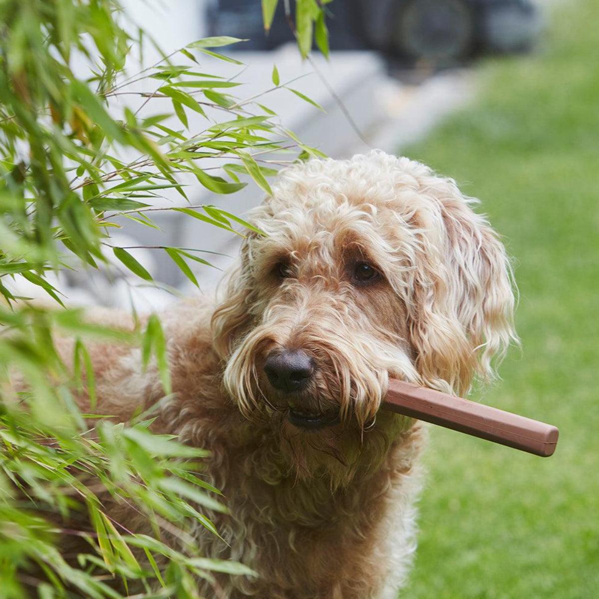 Bâton pour chien (lot de 2) - RAMO - Kasibe