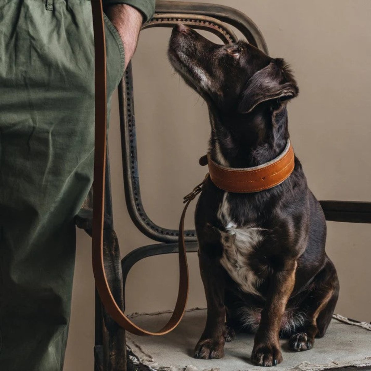 Beau collier pour chien - PIN - Kasibe