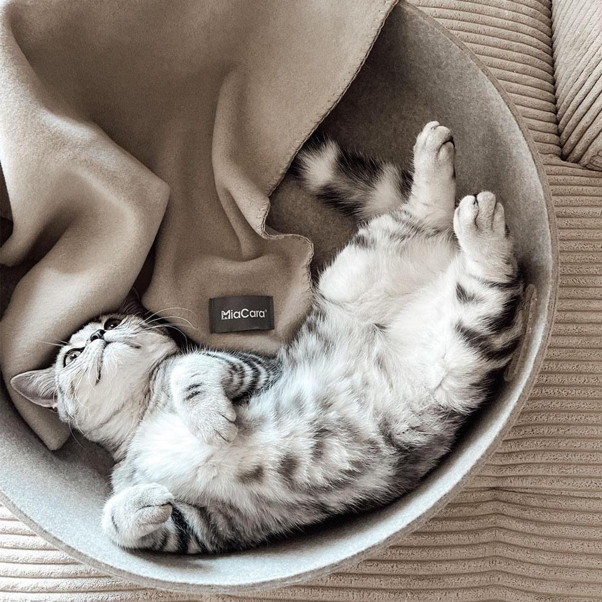 Beau panier pour chat - CESTO - Kasibe