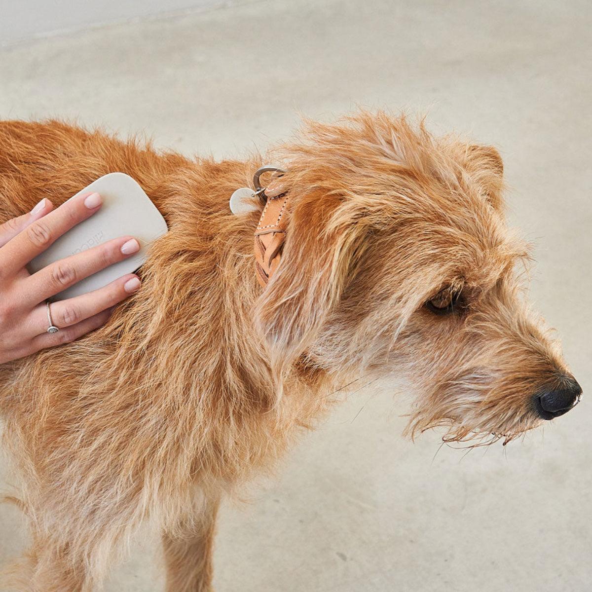 Brosse pour chien - PELO - Kasibe