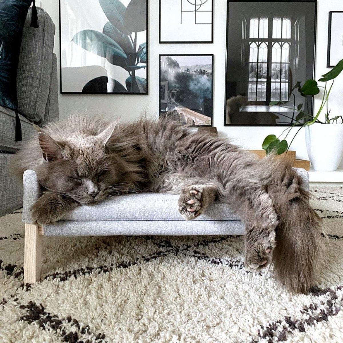 Canapé lit pour chat & chien très confortable Lulu - kasibe