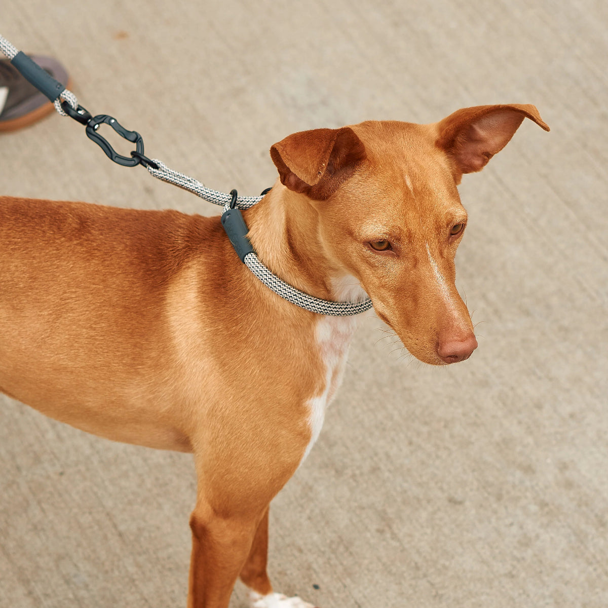 collier pour chien anti étranglement en nylon - kasibe