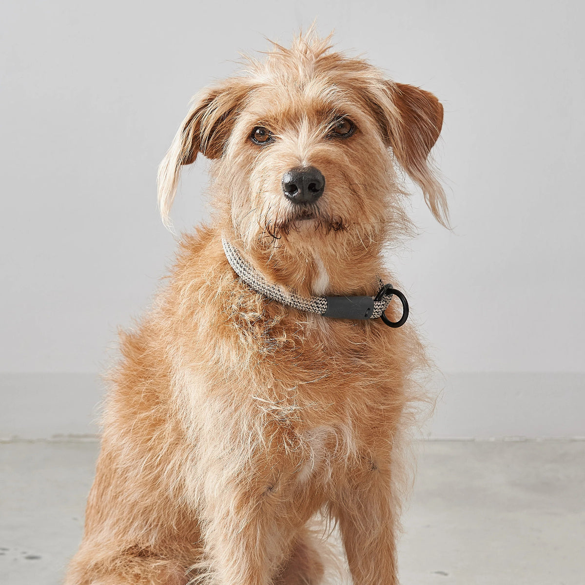 collier pour chien anti étranglement en nylon - kasibe
