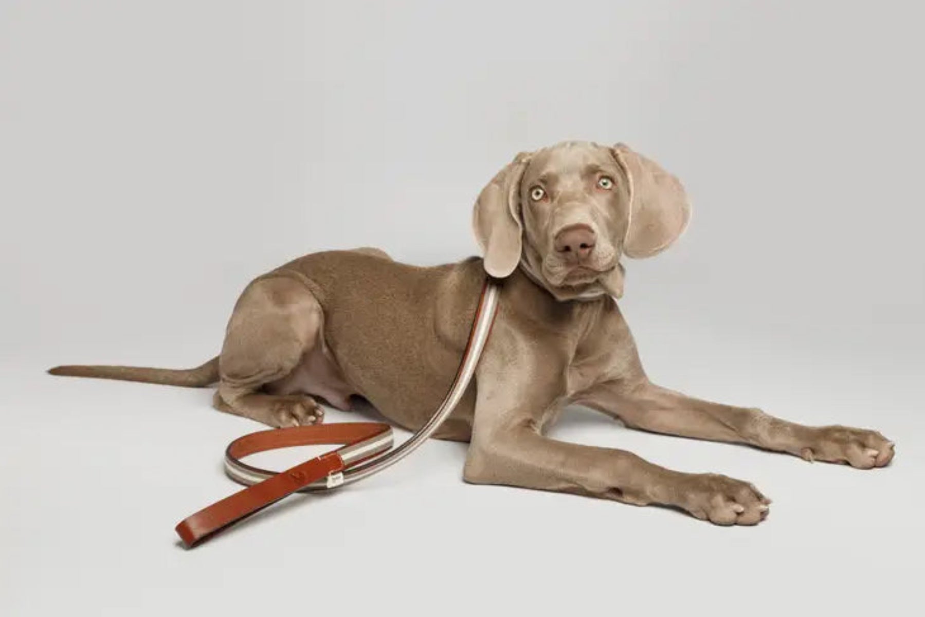 Baseball, un ensemble collier et laisse pour chien qui allie cuir et coton - kasibe