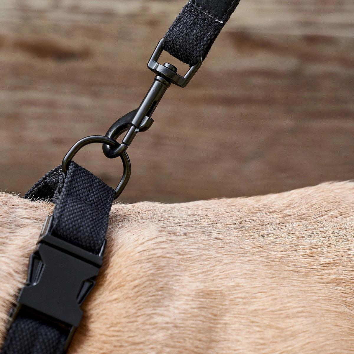 Soft Rock, un collier pour chien solide à usage quotidien pour canins actifs - kasibe