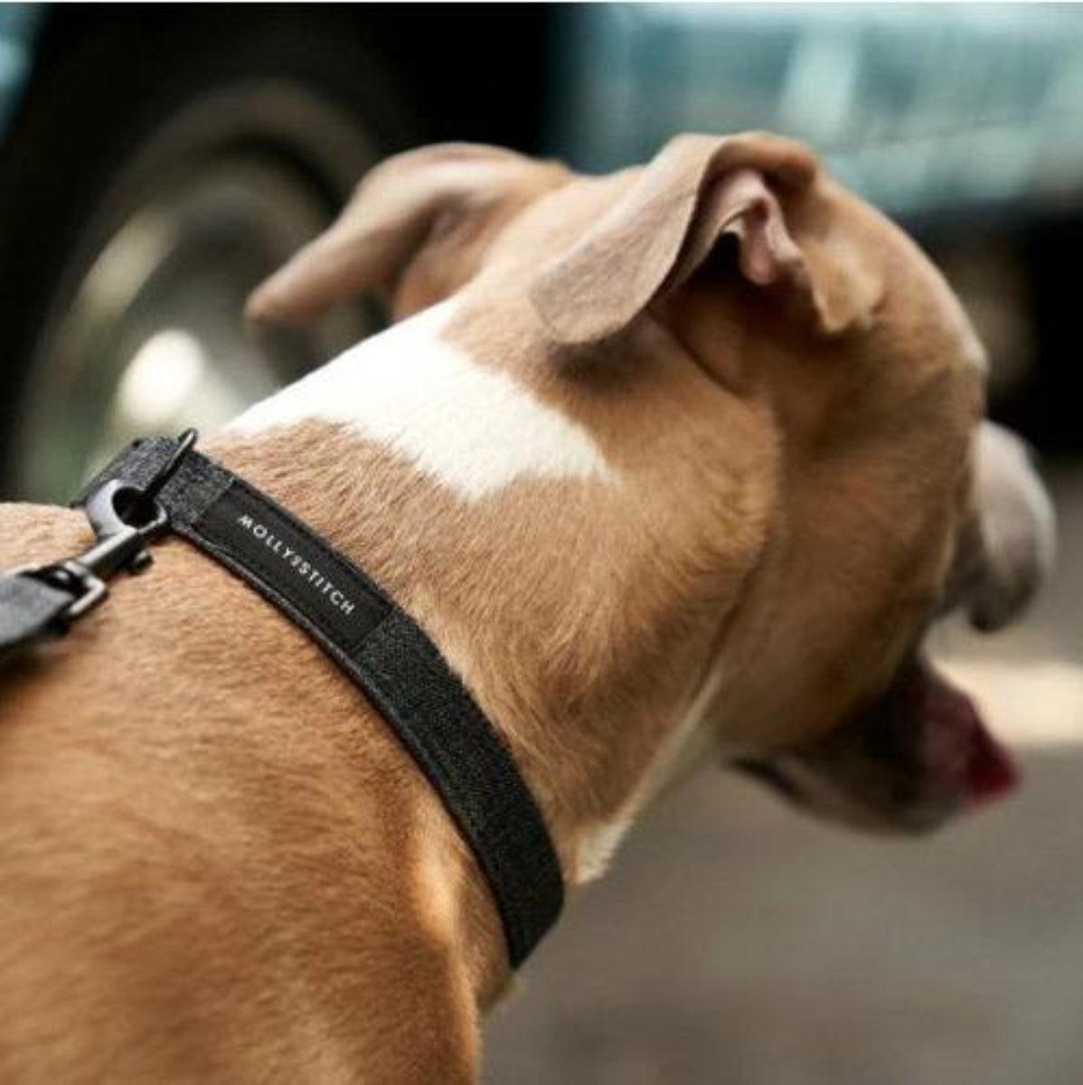collier pour chien solide noir - kasibe
