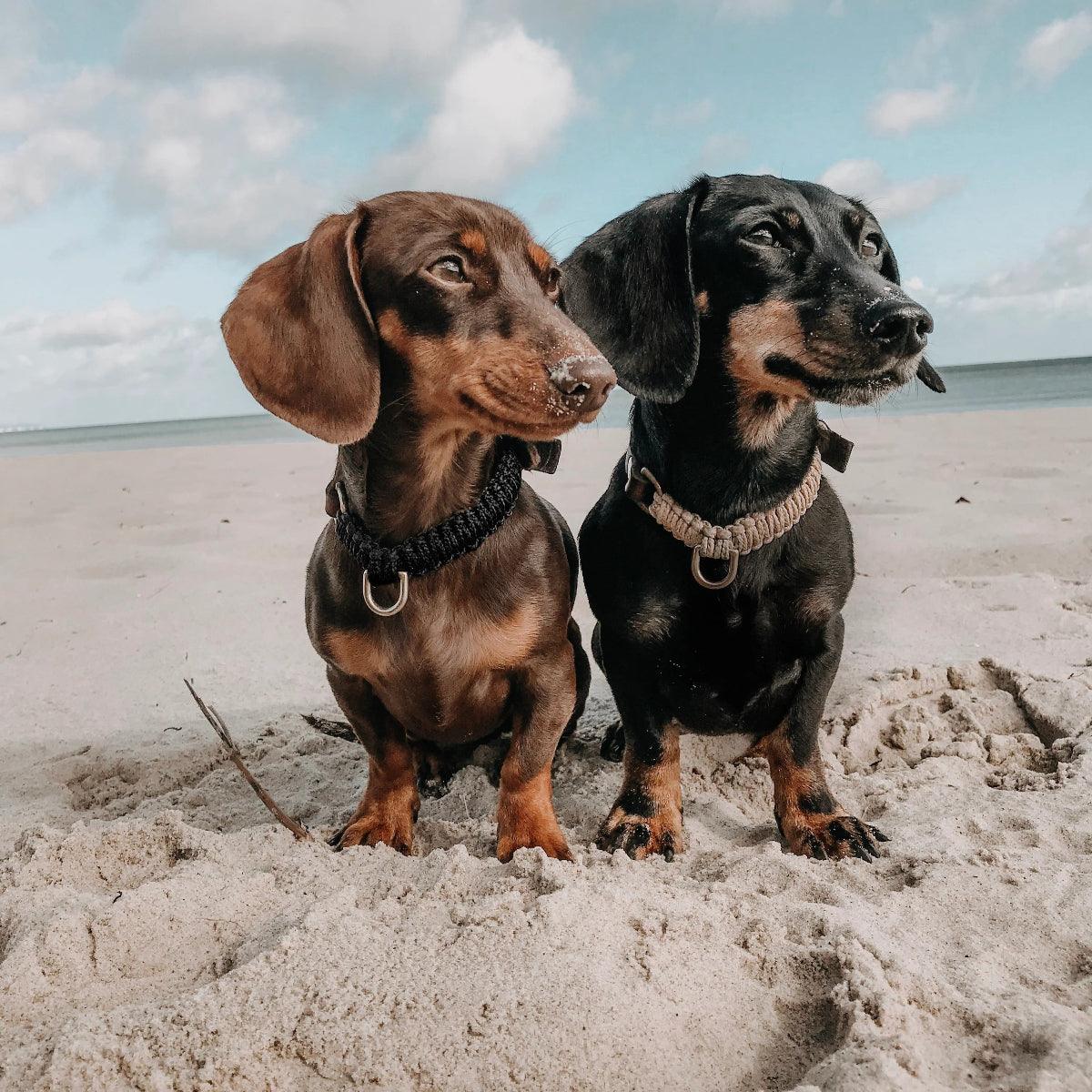 collier en corde pour chien noir et crème - kasibe