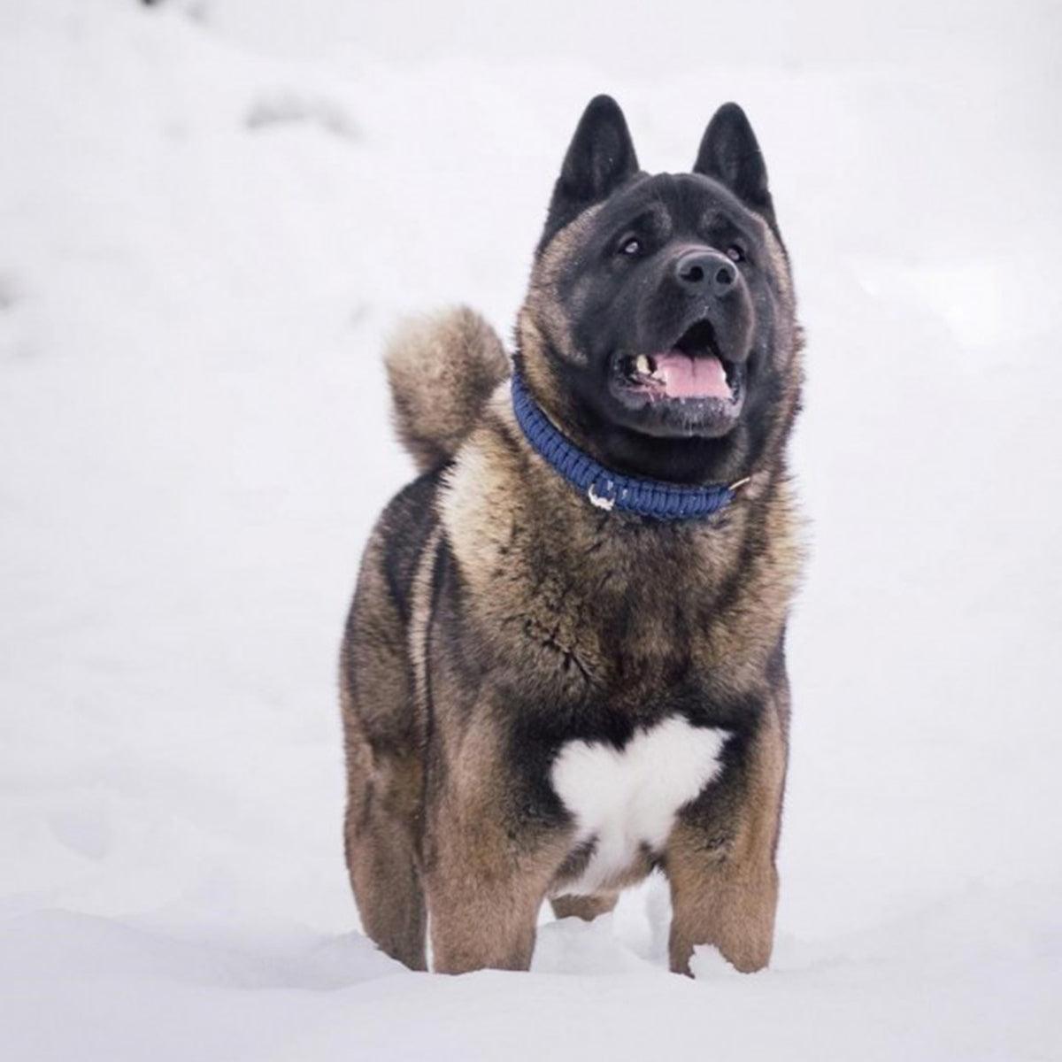 collier pour chien en corde et cuir bleu boucle laiton arrière - kasibe