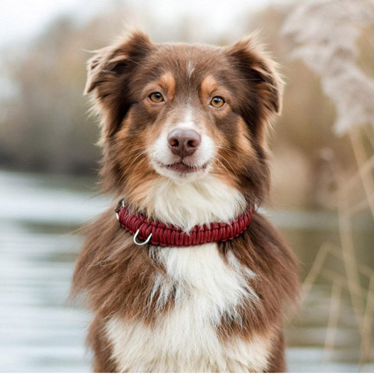 collier pour chien en corde et cuir bordeaux boucle laiton arrière - kasibe