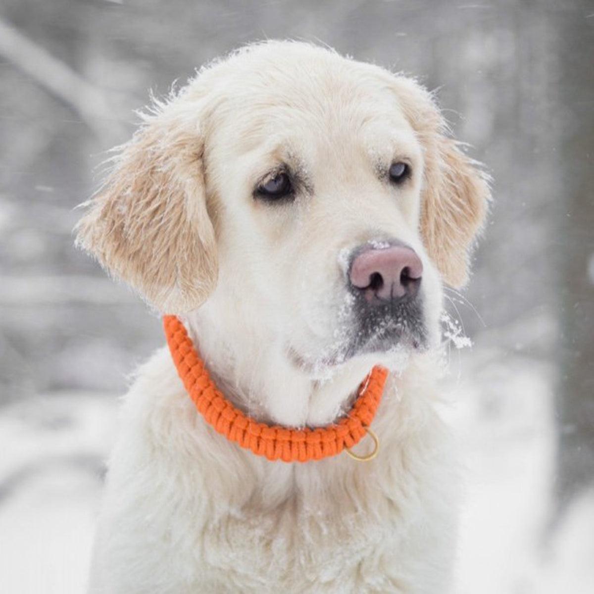 collier pour chien en corde et cuir orange boucle laiton - kasibe